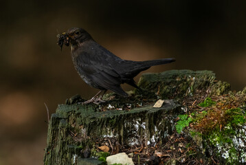 Common Blackbird (Turdus merula), feeding