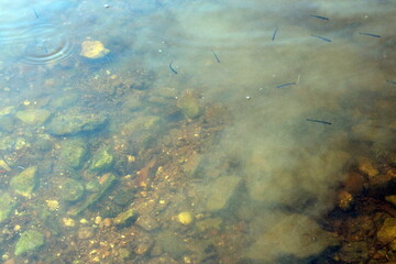 stone bottom in summer on the river