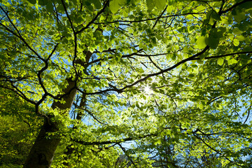 European Beech or Common Beech forest, Saja-Besaya Natural Park, Cantabria, Spain, Europe