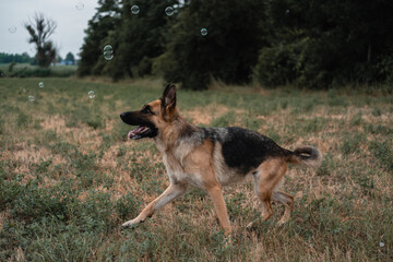 A German shepherd plays with soap bubbles. The dog catches soap bubbles with its mouth, games with the dog in nature, in the fresh air. Active German shepherd.