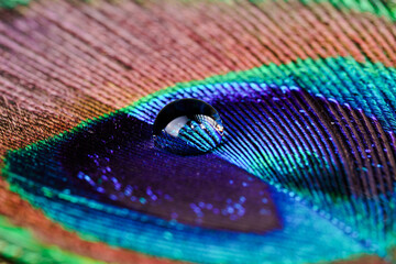 Peacock feather and water droplet