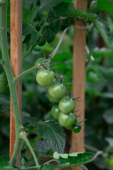 Small green tomatoes grow in a greenhouse on an organic farm