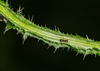 brown farmer ants serve field aphids as their herd on green stems against a black background