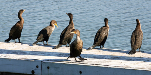 Birds