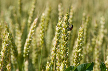

macro beetle sits on spikelets of barley in the field