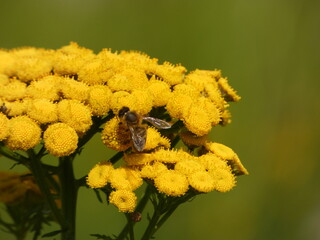 Honey bee on the common tansy yellow flowers (Tanacetum vulgare), Gdansk, Poland