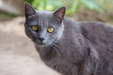 Naklejka na ściany i meble close-up gray cat with yellow eyes