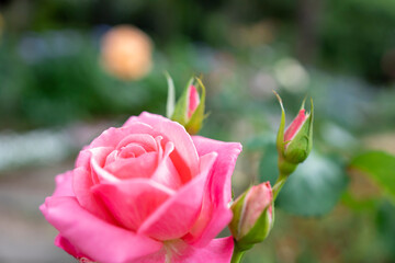薔薇
