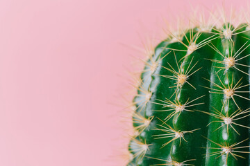 Close-up green cactus on a pink background. Minimal decoration plant on color background with copy...