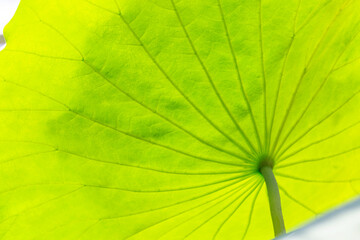 Bright violet water lily. Flower and leaves in the pond. Bright floral natural background. Aquatic plants. Panoramic water landscape