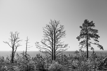Strange burnt trees in Karelia. Dead trees after forest fire. Human impacts of the environment.