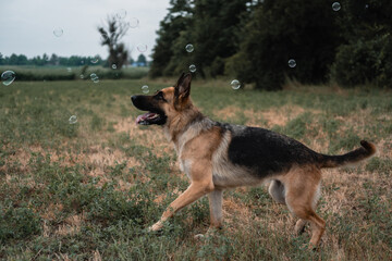 A German shepherd plays with soap bubbles. The dog catches soap bubbles with its mouth, games with the dog in nature, in the fresh air. Active German shepherd. Black and red thoroughbred dog.