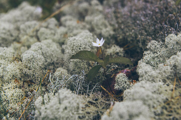 Moss and flower in Karelia
