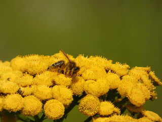 Honey bee on the common tansy yellow flowers (Tanacetum vulgare), Gdansk, Poland