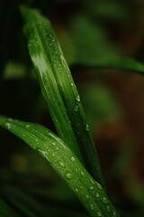dew on grass
