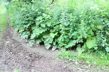 Thickets of burdocks and weeds in summer in the village