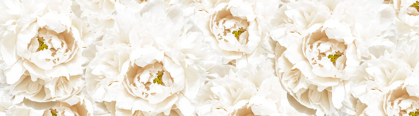 Banner with white peony flower background. Close-up.