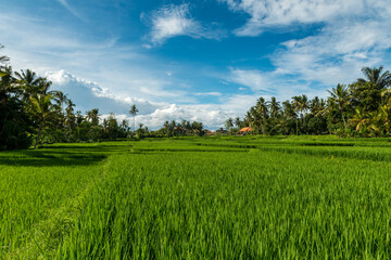 Rice fields in Ubud