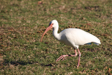 White Ibis