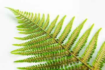 Brown dots under fern leaves. Selective focus.