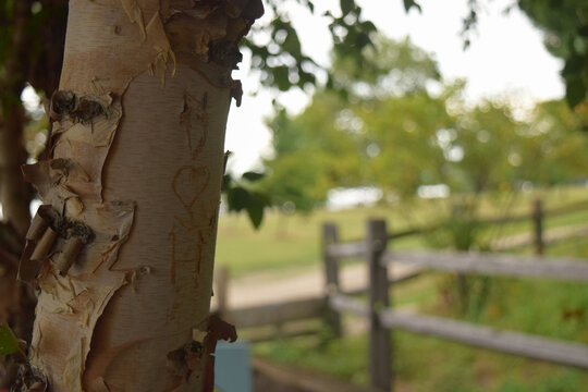 Couple Initials Carved Into Tree