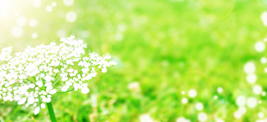White flowers on green blurred background. Banner.