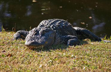 Alligator 2