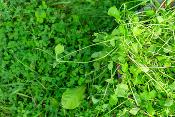 Green weeds in metal bucket. Top view.
