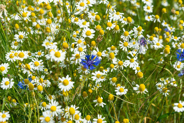 Wiese, Blumen, Kamille, Kornblume
