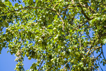 Unripe green apples, Orchard. Young apple tree. Ripe fruit harvest