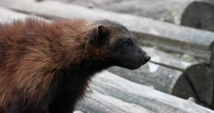 Wolverine in the forest