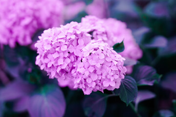 Obraz premium purple hydrangea flowers