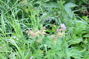 Ornamental plants for garden decoration