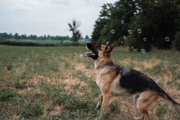 A German shepherd plays with soap bubbles. The dog catches soap bubbles with its mouth, games with the dog in nature, in the fresh air. Active German shepherd. Black and red thoroughbred dog.