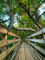 wooden bridge in the forest
