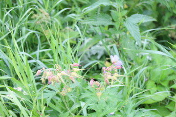 Ornamental plants for garden decoration