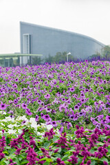 Many colorful Petunia atkinsiana blossom on the ground