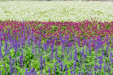 Close up shot of many sage blossom