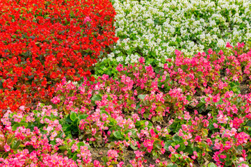 Many colorful flower blossom on the ground