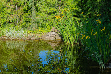 Magical garden pond with flowering swamp irises on shore. Swamp irises and evergreens growing on shore are reflected in water surface of pond. Atmosphere of relaxation, tranquility and happiness.