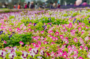 Many colorful Torenia fournieri blossom on the ground