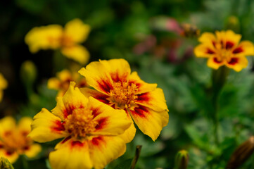 Fototapeta premium Close up shot of Zinnia Angustifolia