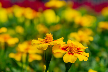 Close up shot of Zinnia Angustifolia