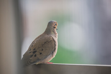 Turtledove