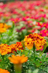 Close up shot of Zinnia Angustifolia