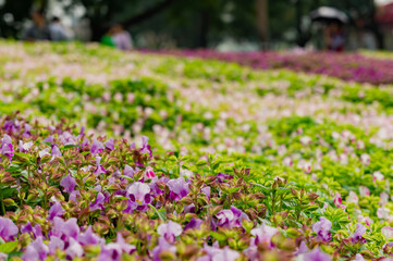 Many colorful Torenia fournieri blossom on the ground