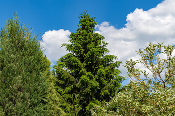 Obraz premium Serbian spruce Picea omorika against blue sky. Well maintained garden. Serbian spruce Picea omorika with cones in center between evergreen juniper and leafy Cornus alba Elegantissima or Swidina white.