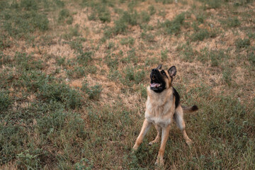 A German shepherd plays with soap bubbles. The dog catches soap bubbles with its mouth, games with the dog in nature, in the fresh air. Active German shepherd. Black and red thoroughbred dog.