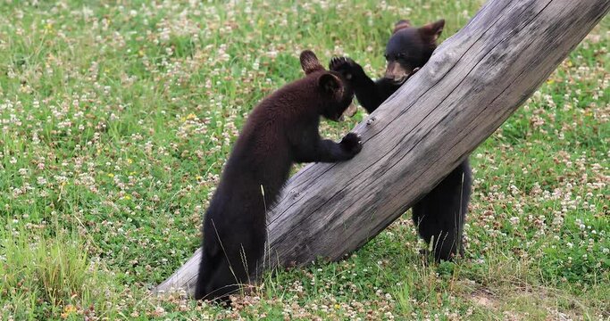 Baby black bear playing in the nature