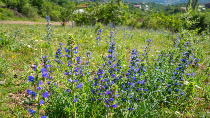 Selective focus. Purple or lilac flowers against rural landscape. Beautiful view to summer green valley village. Concept of hiking and travel. Solo outdoor activities. Copy space, natural background